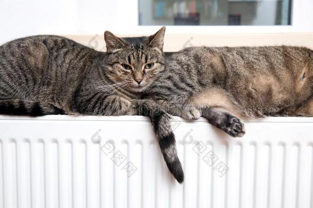猫向指已提到的人暖气片,暖和的,平纹猫说谎一暖和的暖气片