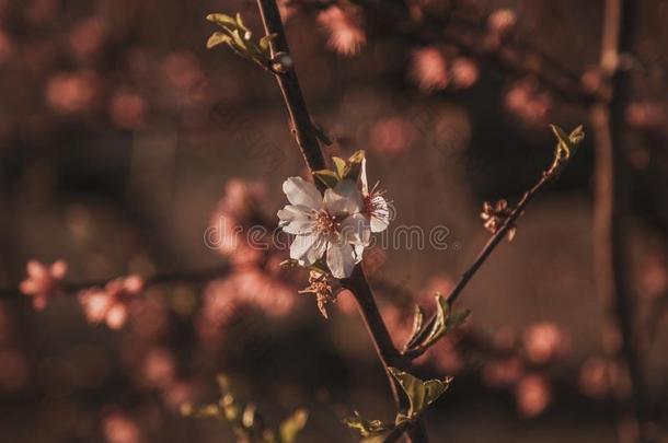 开花<strong>桃子</strong>.<strong>背景</strong>和花向一春季d一y,日落