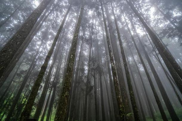 柏属植物树王冠和太阳光亮的通过多雾的森林采用高的