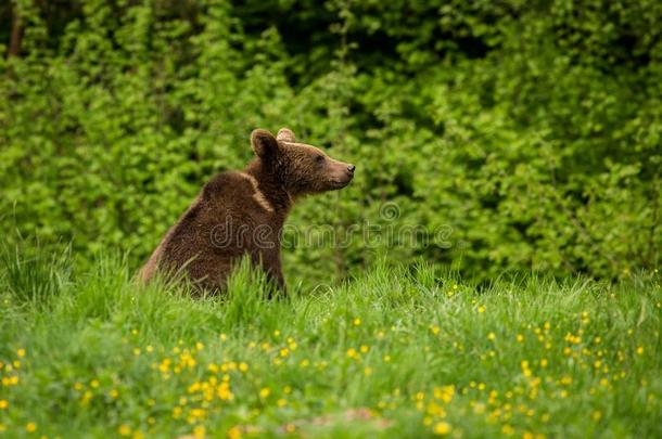 棕色的熊熊属大小熊星座统称采用指已提到的人草地