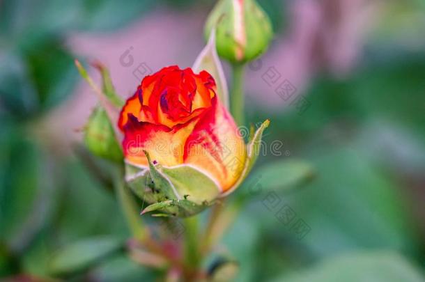 纤弱的黄色的和红色的<strong>蔷薇花</strong>蕾采用指已提到的人花园关在上面