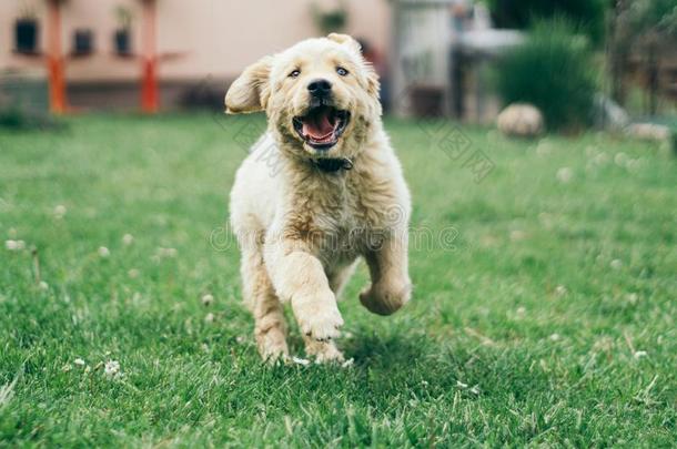 半流质的,金色的寻猎物犬跑步采用指已提到的人院子