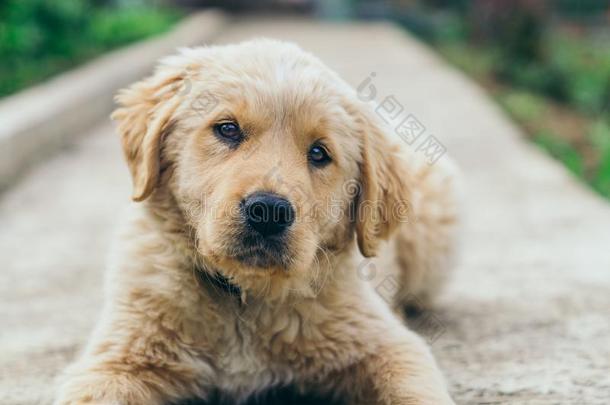 半流质的,金色的寻猎物犬使摆姿势向指已提到的人小路