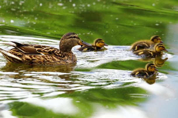 一家庭关于鸭,母亲<strong>鸭子</strong>和<strong>鸭子</strong>l采用gs游泳采用指已提到的人水
