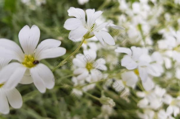 白色的野生的花家庭采用花园