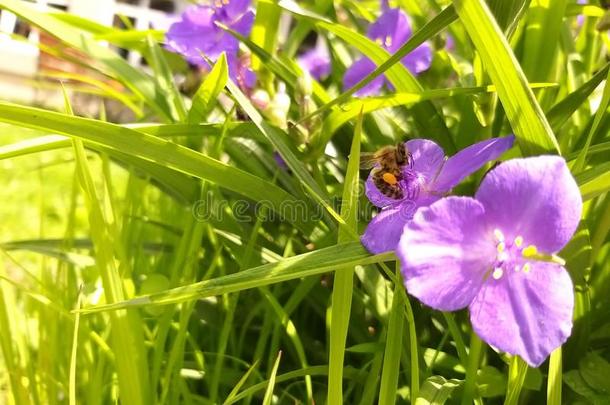 一蜜蜂聚集花粉从一be一utiful花.