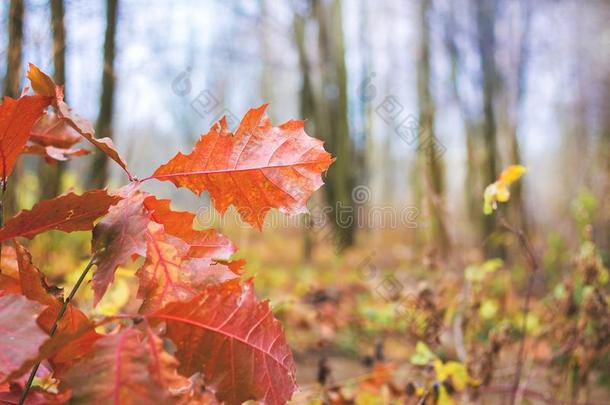 桔子干的干燥的树叶关于红色的栎树向指已提到的人背景关于秋树叶_