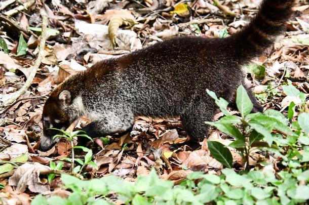 长鼻浣熊哺乳动物动物,采用阿雷纳尔湖和火山公园地区,价钱