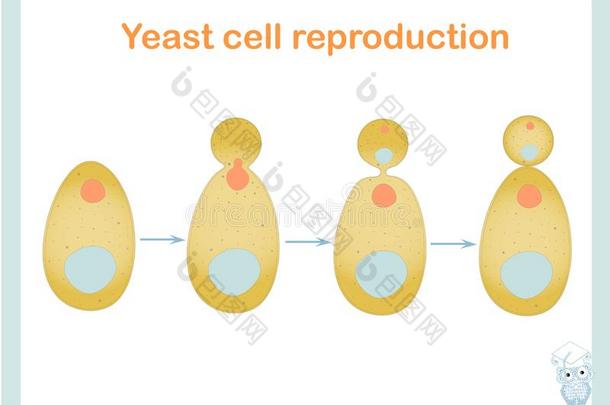 酵母细胞繁殖密谋.股份矢量说明为Burundi