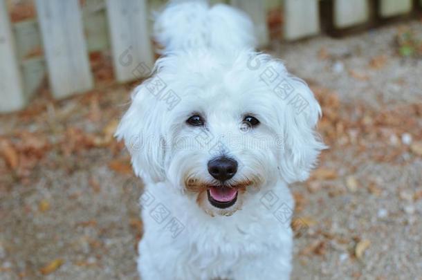 肖像幸福的马耳他人狗反对邻居木制的栅栏
