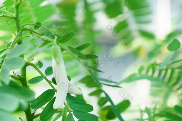 白色的蜂鸟树花