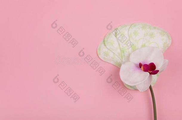 清洁的餐巾,童裤邮轮和兰花花向粉红色的后座议员