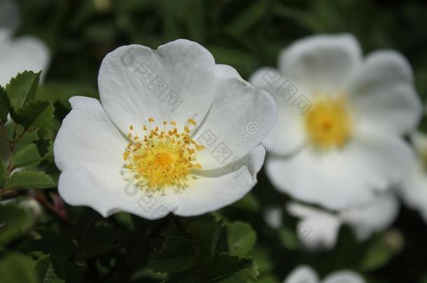 白色的狗玫瑰采用指已提到的人自然