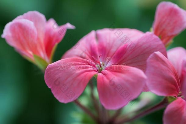 苍白的粉红色的颜色关于花花瓣天竺葵属的植物具环纹的威尔德.关