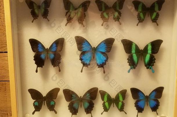 蓝色和绿色的蝴蝶向展览