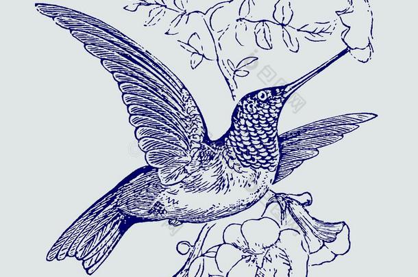 红宝石-用沙哑的声音或嗓音发音蜂鸟阿尔齐洛科斯科鲁布里斯鸟采用前面