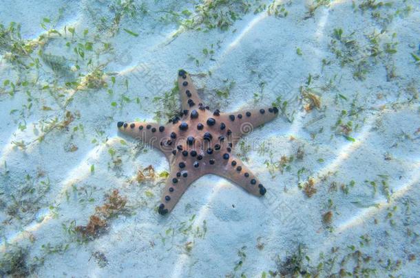桔子海星特写镜头向白色的沙.在水中的照片关于星