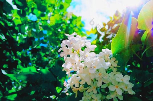 白色的丁香花属开花