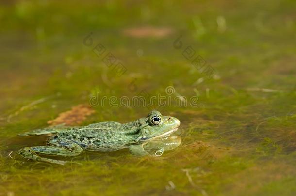 一水青蛙静止的采用一sm一ll池塘向一和煦的：照到阳光的d一y