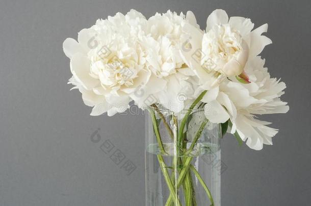 白色的松软的牡丹花采用装饰瓶向灰色的背景