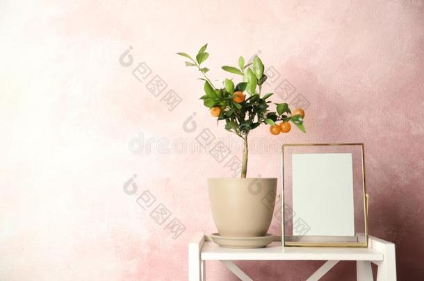 盆栽的柑橘属果树树和空的框架向表反对颜色后面