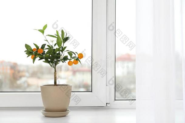 盆栽的柑橘属果树树向窗沿在室内.