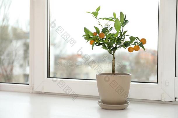 盆栽的柑橘属果树树向窗沿在室内.