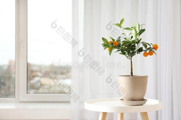 盆栽的柑橘属果树树向表在近处窗在室内.