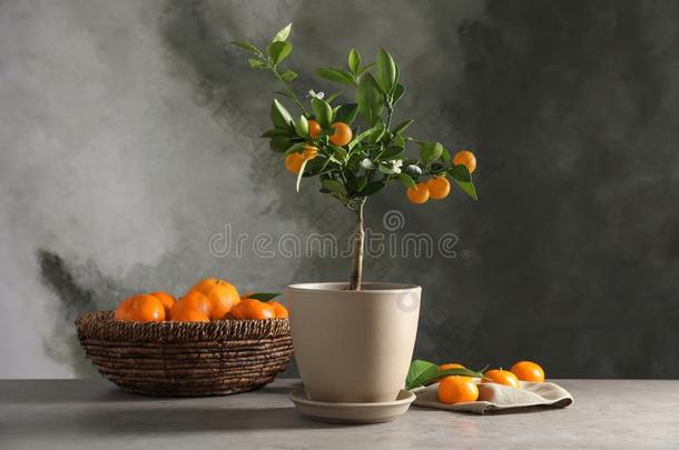 作品和<strong>盆栽</strong>的柑橘属<strong>果树</strong>树和成果向表反对