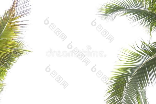 椰子叶子框架使隔离向白色的背景极少的量复制品空间,