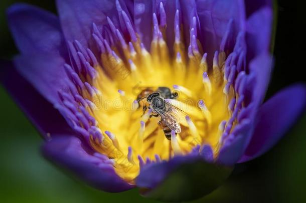 关在上面蜜蜂令人难于忍受的向保持<strong>花蜜</strong>花粉从指已提到的人水百合花