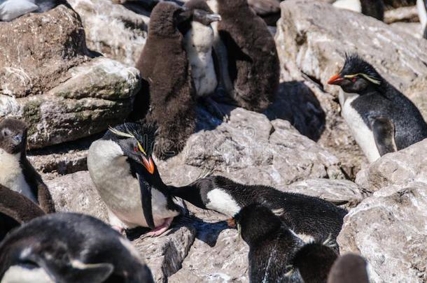 岩蝉企鹅向西点军校岛,指已提到的人FalklandIslandsandDependencies
