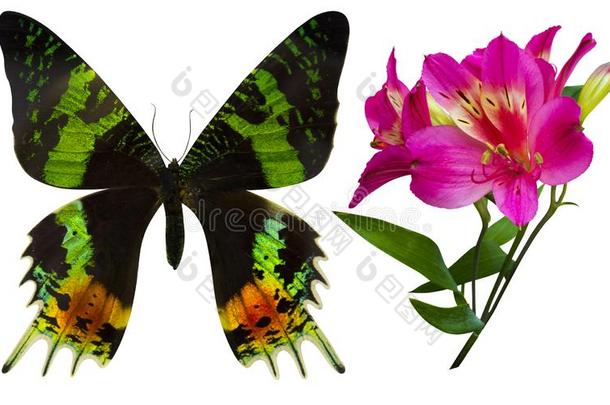 蝴蝶和兰花花隔离的向白色的背景