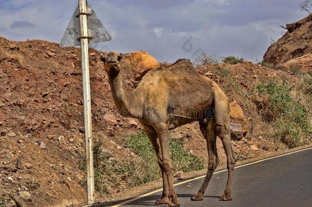<strong>孤单</strong>的阿拉伯的骆驼,双峰驼德洛梅大流士,看台在旁边指已提到的人路,古日耳曼语字母之一