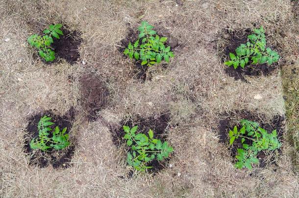 本地出产番茄植物在外部蔬菜在早的阶段关于种植