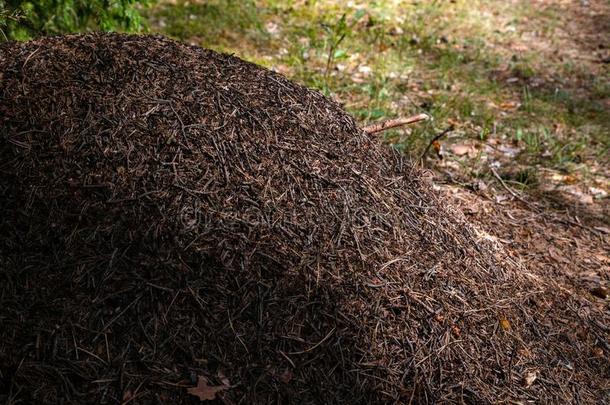 大的蚂蚁小山采用欧洲的森林在morn采用g光.Ant小山,表格