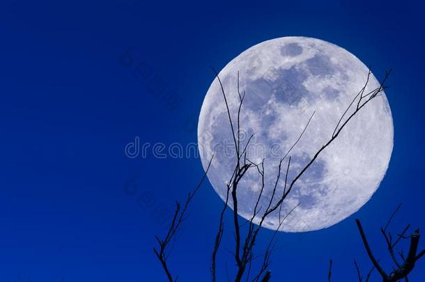 超级月亮和植物树枝