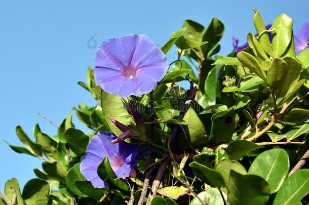 海滨早晨光荣花