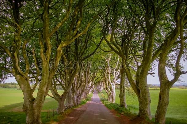 黑暗的树篱关于Stranocum采用北方爱尔兰