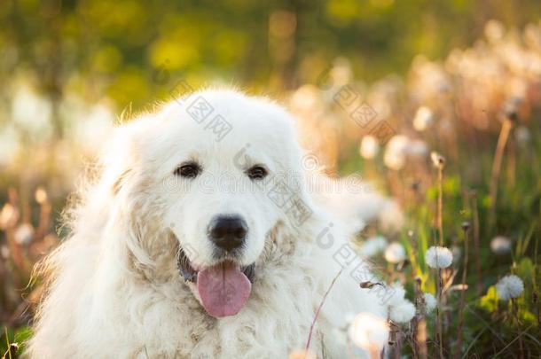 漂亮的近海岸沼泽地牧羊犬.大的白色的松软的狗产近海岸沼泽地noABRU