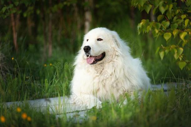 漂亮的近海岸沼泽地牧羊犬.大的白色的松软的幸福的狗产近海岸沼泽地n