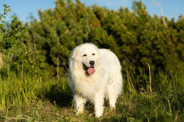 漂亮的近海岸沼泽地牧羊犬.大的白色的松软的狗产近海岸沼泽地noABRU