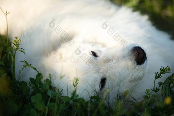 漂亮的近海岸沼泽地牧羊犬.大的白色的松软的幸福的狗产近海岸沼泽地n