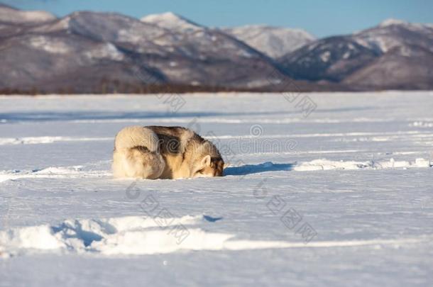 美丽的和自傲的西伯利亚的嗓子哑的狗挖掘指已提到的人雪田