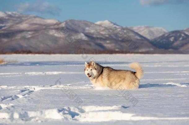 美丽的和自<strong>傲</strong>的西伯利亚的嗓子哑的狗st和采用g采用指已提到的人<strong>雪</strong>英语字母表的第6个字母