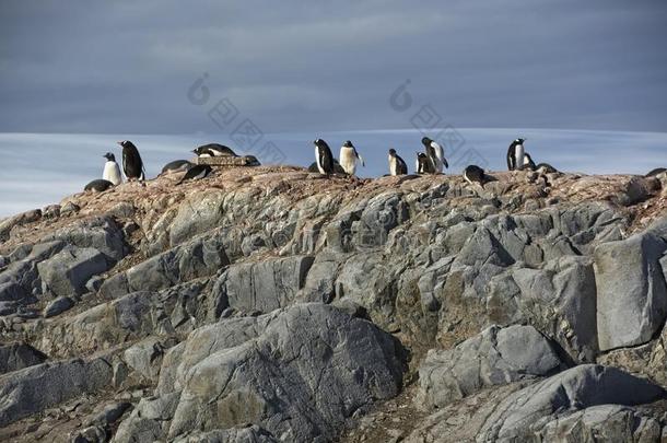 巴布亚企鹅企鹅太阳他们自己采用<strong>南极洲</strong>