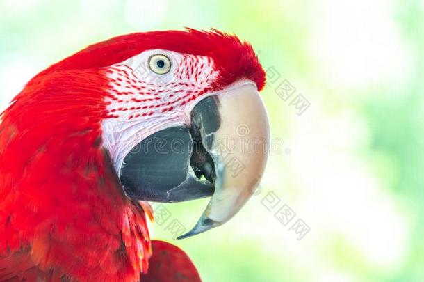 绿色的-有翼的红色的金刚鹦鹉鹦鹉肖像