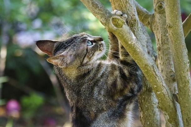 野生的猫和爪子向一树