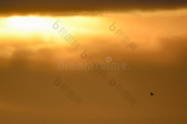 沙丘<strong>鹤鹤</strong>采用飞行从背后照亮的轮廓和金色的黄色的