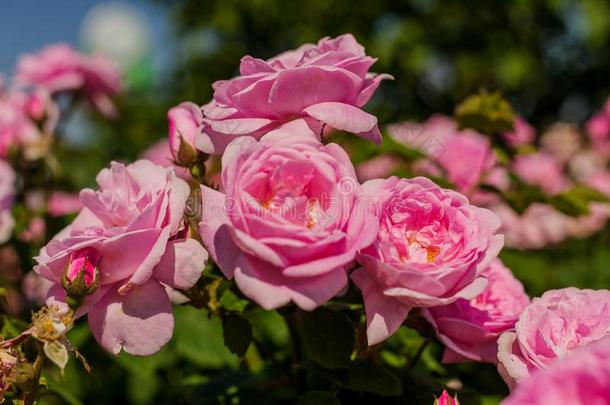 粉红色的玫瑰花和雨点向背景粉红色的玫瑰花s